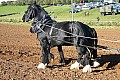 An immaculate pair of shire horses